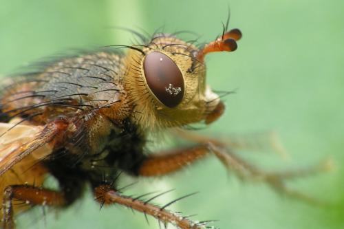 Tachina fera