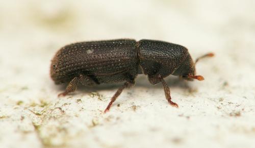 Réf. 28 495 : Hylastes sp.