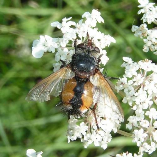 Réf. 28 168 : Tachina magnicornis