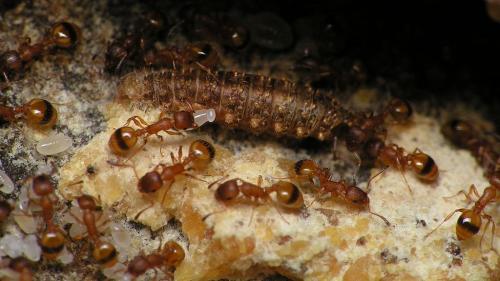 Temnothorax unifasciatus