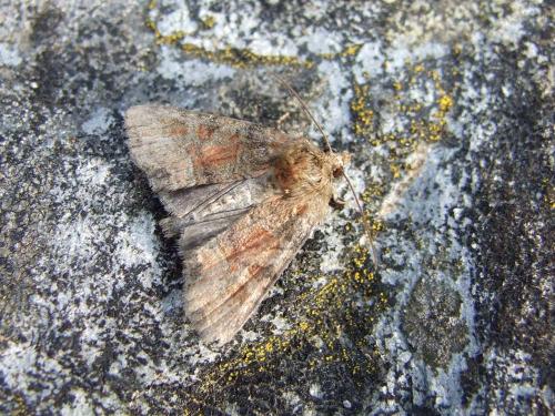 Oligia sp.