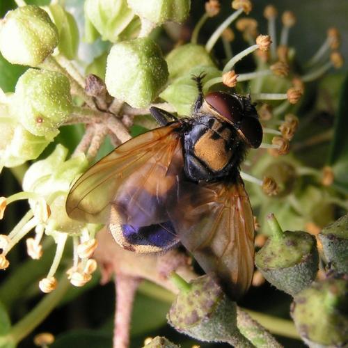 Réf. 28 182 : Phasia aurigera