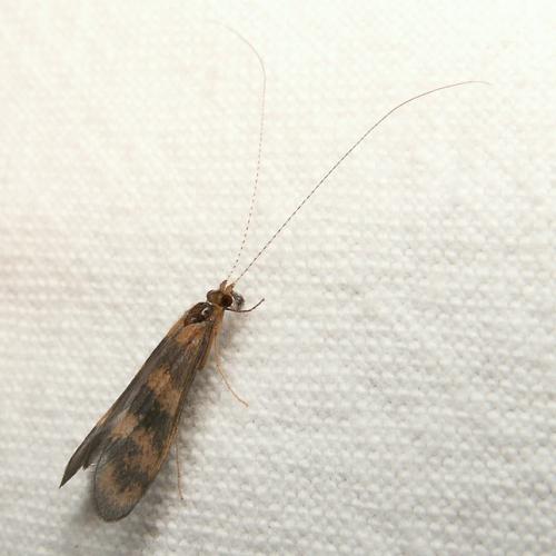 Réf. 28 552 : Mystacides longicornis
