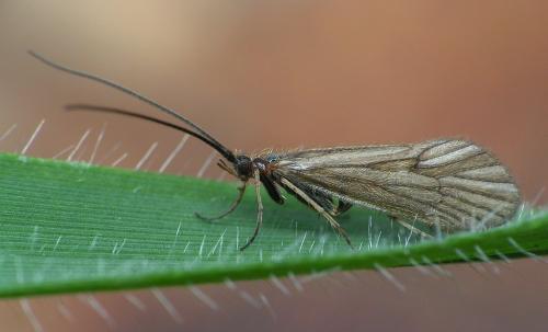 Réf. 28 554 : Enoicyla pusilla