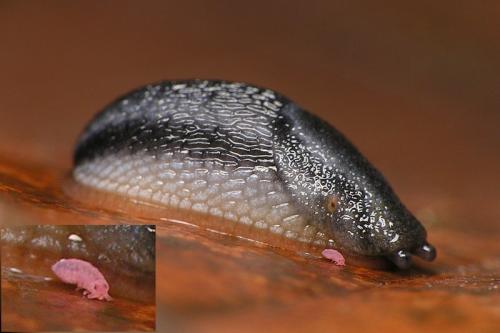 Ceratophysella sp.