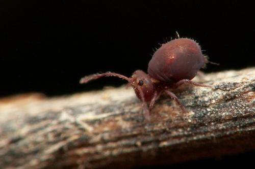 Dicyrtoma fusca