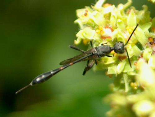 Gasteruption sp.