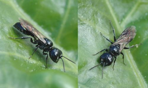 Réf. 28 037 : Pemphredon sp.