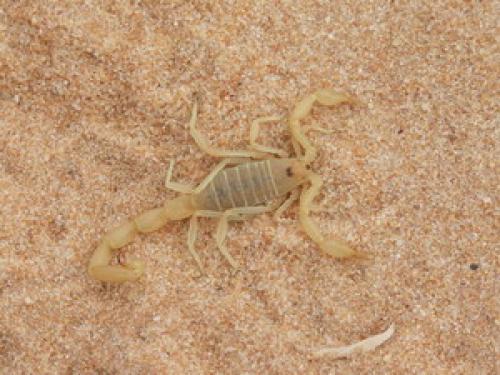 Buthacus leptochelys