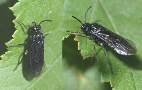 Arge gracilicornis
