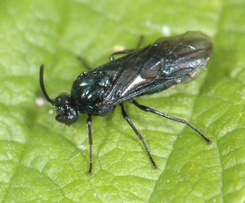 Arge gracilicornis