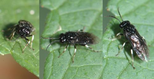 Blennocampinae