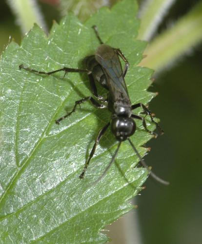 Réf. 28 031 : Anoplius sp.