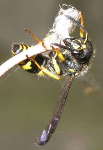 Ancistrocerus nigricornis