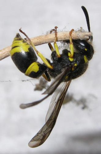 Ancistrocerus nigricornis