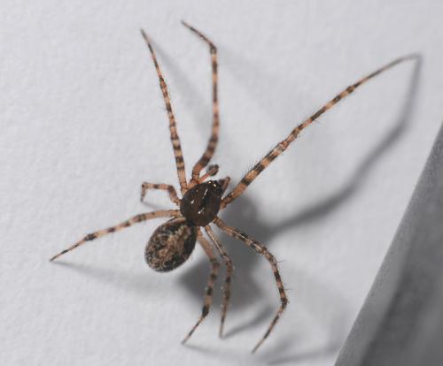 Theridion sp.