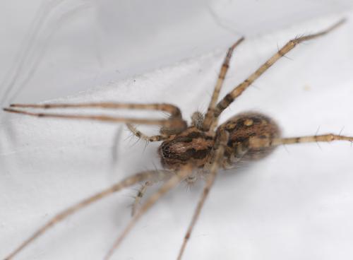 Tegenaria parietina