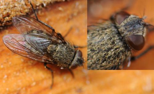 Réf. 28 950 : Pollenia sp.