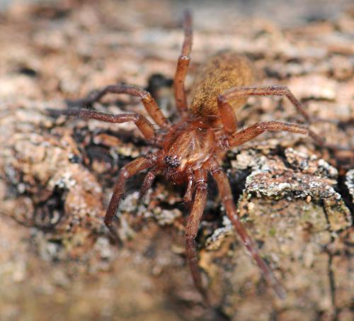 Agroeca sp.