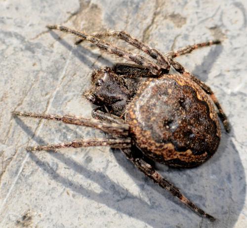 Réf. 28 906 : Nuctenea umbratica
