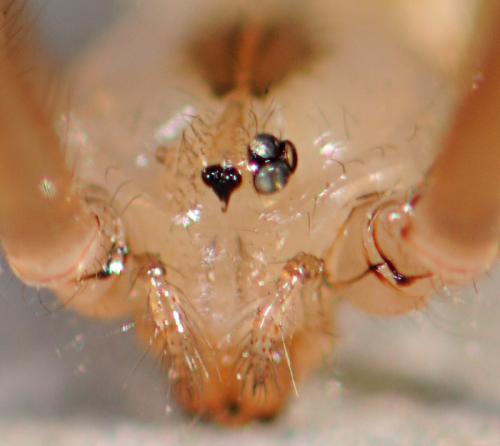 Pholcus sp.