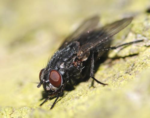 Réf. 28 978 : Muscina levida