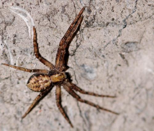 Philodromus sp.