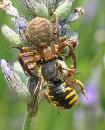 Réf. 28 084 : Xysticus sp.