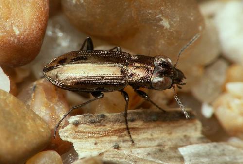 Réf. 28 702 : Notiophilus substriatus