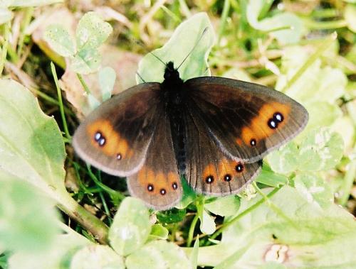 Erebia meolans