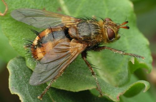 Réf. 28 165 : Tachina fera