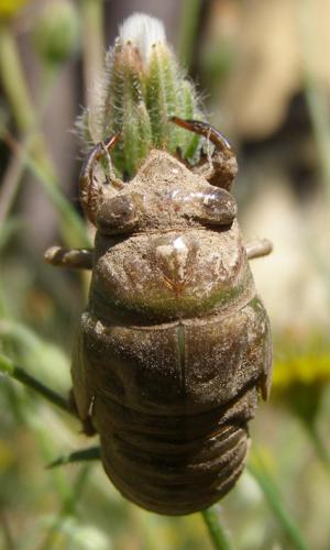 Lyristes plebejus