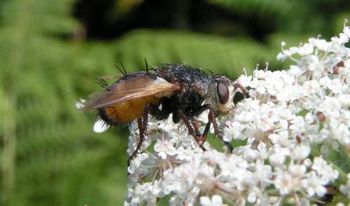 Réf. 28 358 : Tachina magnicornis