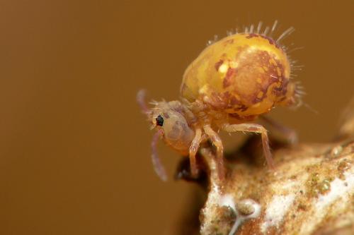 Réf. 28 638 : Dicyrtomina saundersi
