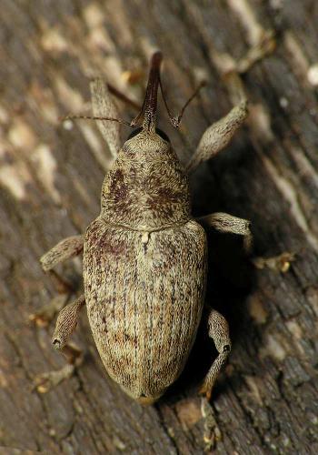 Réf. 28 304 : Curculio elephas