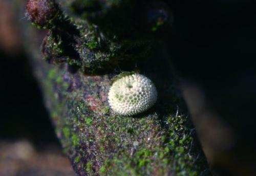 Réf. 28 557 : Thecla betulae