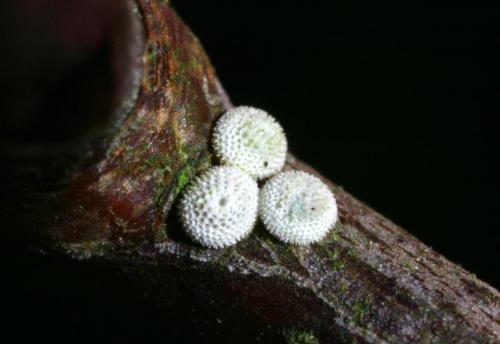 Thecla betulae