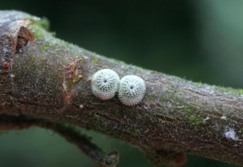 Thecla betulae