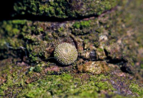 Réf. 28 458 : Favonius quercus