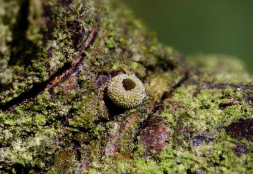 Favonius quercus