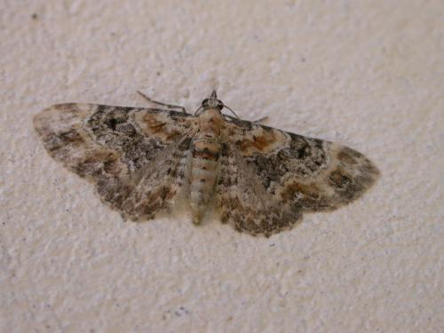 Réf. 28 549 : Eupithecia pulchellata