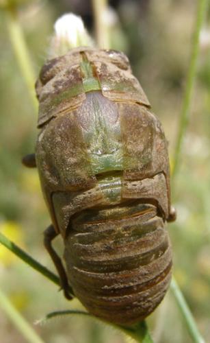 Lyristes plebejus