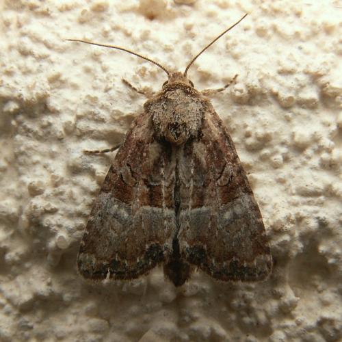 Réf. 28 521 : Mesoligia furuncula
