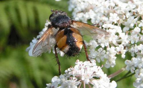 Réf. 28 359 : Tachina magnicornis