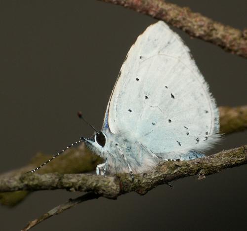 Réf. 28 745 : Celastrina argiolus
