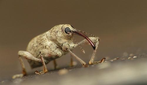 Réf. 28 305 : Curculio elephas