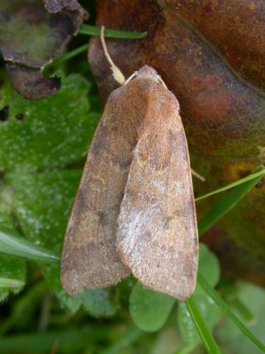 Agrochola helvola