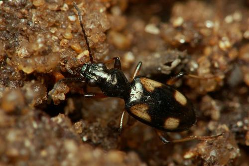 Bembidion genei illigeri