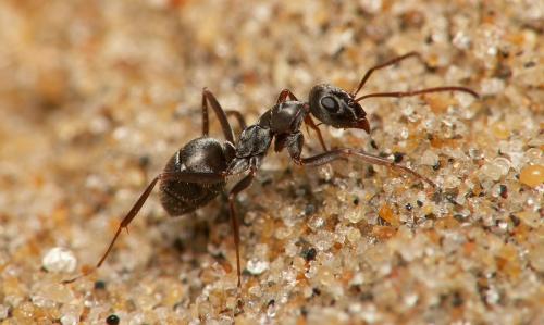Formica selysi