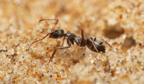 Formica selysi
